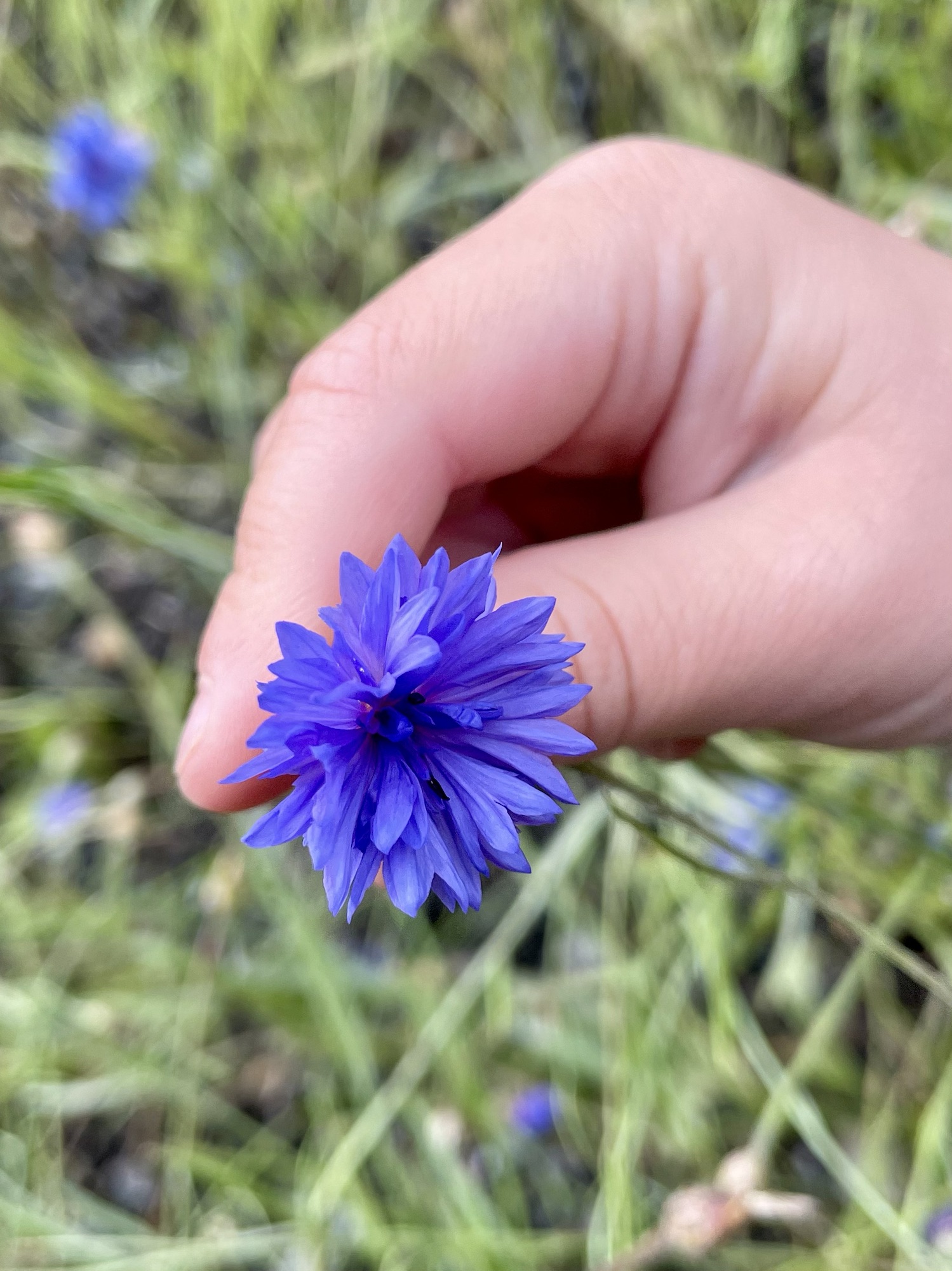 Å gro laget i møte med kornblomsten
